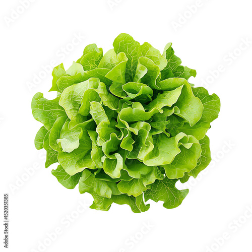 fresh lettuce isolated element fresh green lettuce top view, organic lettuce vegetable isolated, healthy salad ingredient photo top view healthy vegetables green lettuce