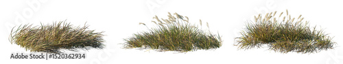 Imperata Cylindrica Rubra grass patch (Japanese Blood Grass, Red Baron) isolated png premium cutout high resolution foreground grass