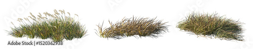 Imperata Cylindrica Rubra grass patch (Japanese Blood Grass, Red Baron) isolated png premium cutout high resolution foreground grass