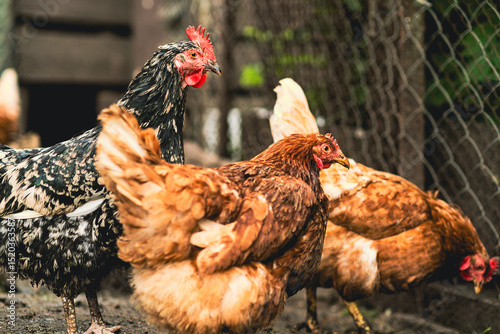 Obraz na plátne Several chickens, featuring various colors and patterns, are actively foraging on the ground in a farmyard