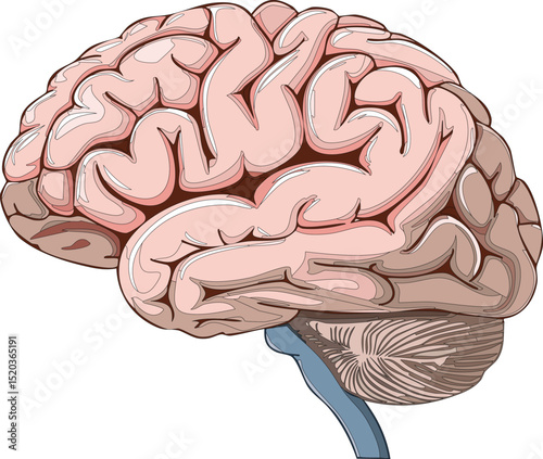 human brain anatomy