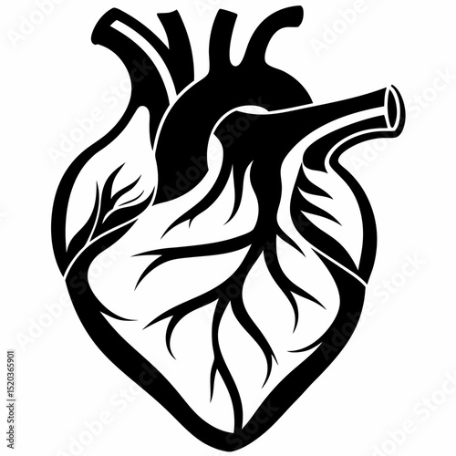 Anatomical heart vector illustration for medical design and health related graphic projects and cardiology concepts