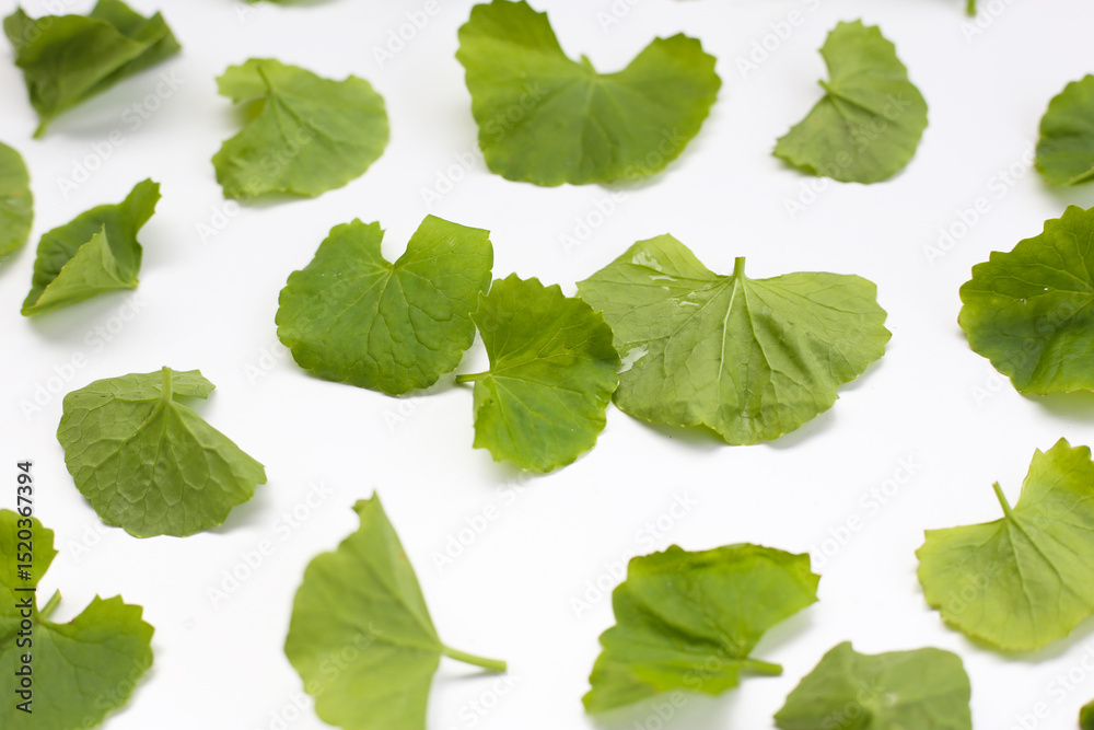 Gotu kola plant, Fresh green leaves of herb Gotu kola plant, Fresh green leaves of herb