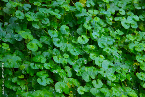 Wallpaper Mural Viola hederacea or Viola Banksii Torontodigital.ca