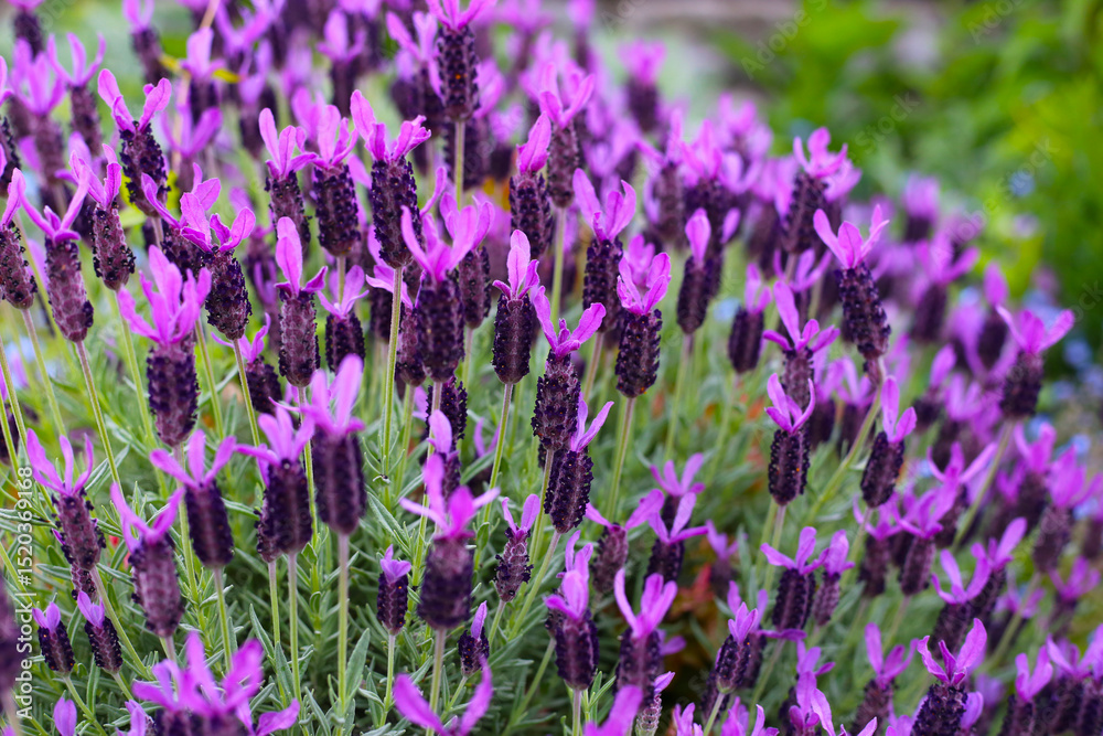 Fototapeta premium Beautiful purple flowers of French Lavender
