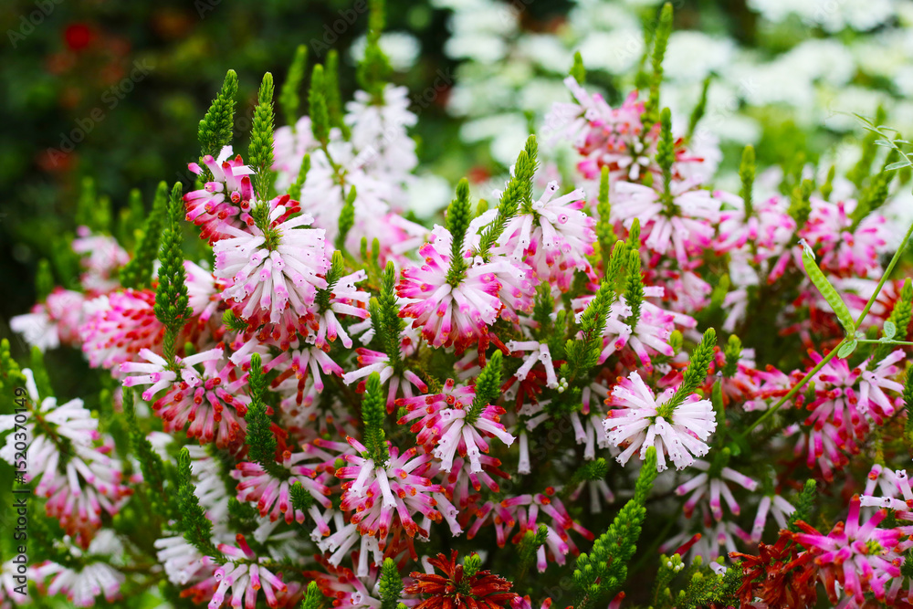 Fototapeta premium Erica verticillata in Japanese garden
