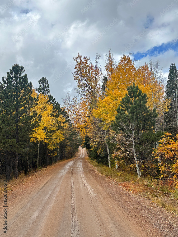 Fototapeta premium road in autumn