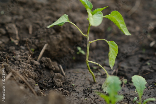 A young green pepper seedling emerges from dark soil, soaking in sunlight. Surrounding dirt shows signs of recent gardening, indicating care and cultivation.