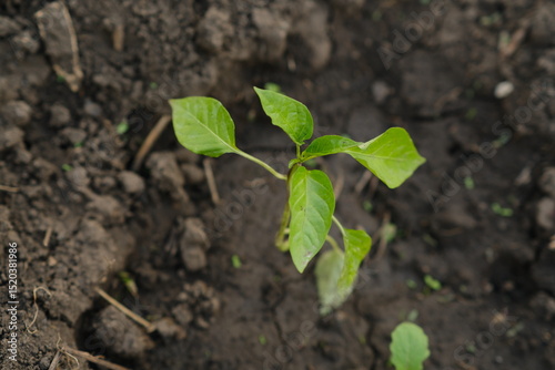 A young green pepper seedling emerges from dark soil, soaking in sunlight. Surrounding dirt shows signs of recent gardening, indicating care and cultivation.