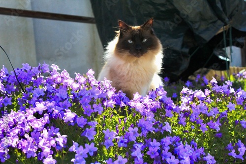 cat and flowers