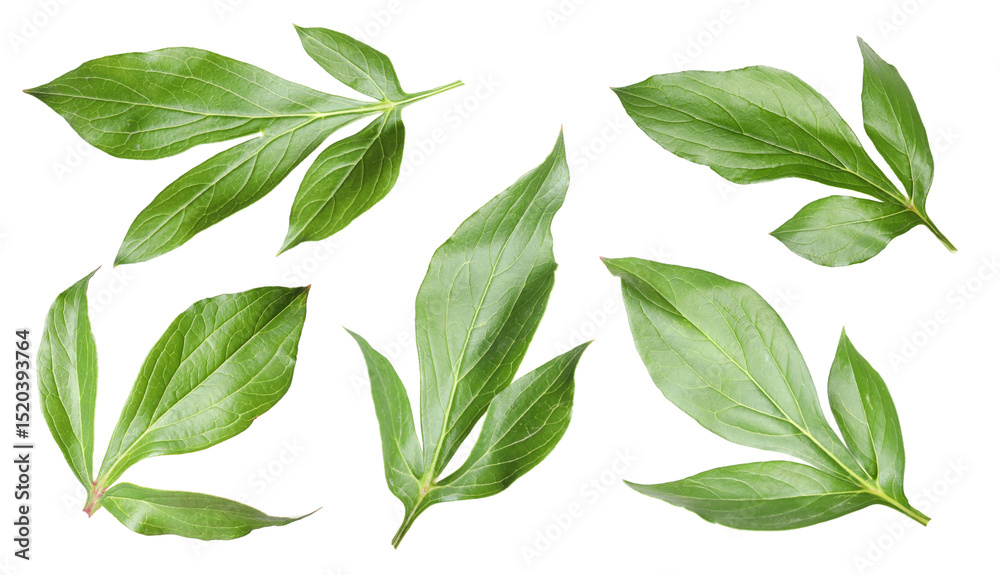 Green peony leaves isolated on white, set Green peony leaves isolated on white, set