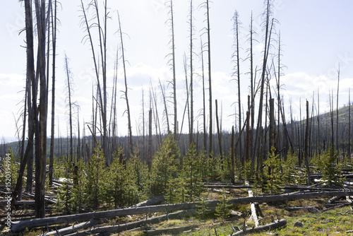 Photograph of a forest burned, damaged and wiped out by forest fire but showing regrowth of new growth coniferous pine trees in Yellowstone National Park in Wyoming