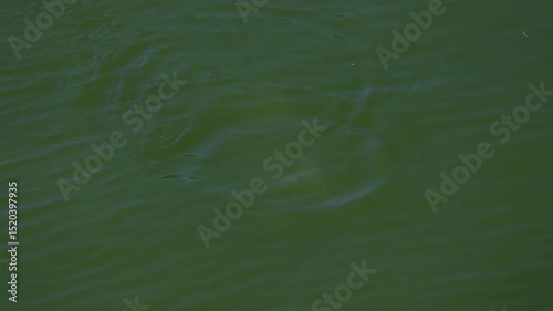 Portrait of a crocodile diving underwater