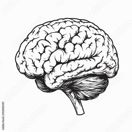 Human brain Anatomical Model medical concept image vector isolated on white background.