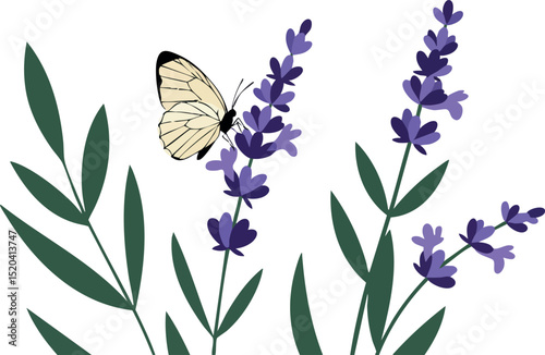 Butterfly perched on purple lavender flowers with green leaves vector illustration 