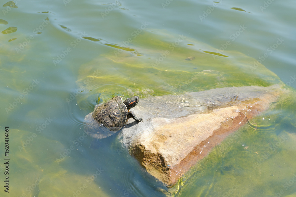 Obraz premium Red-eared water turtle resting on a rock in the middle of a lake, in its natural habitat.