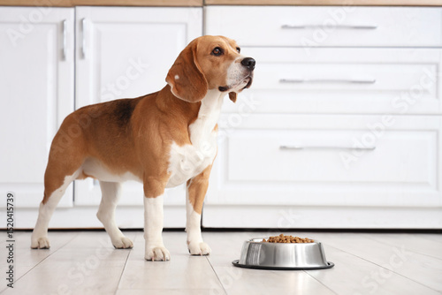 Adorable Beagle dog near bo...