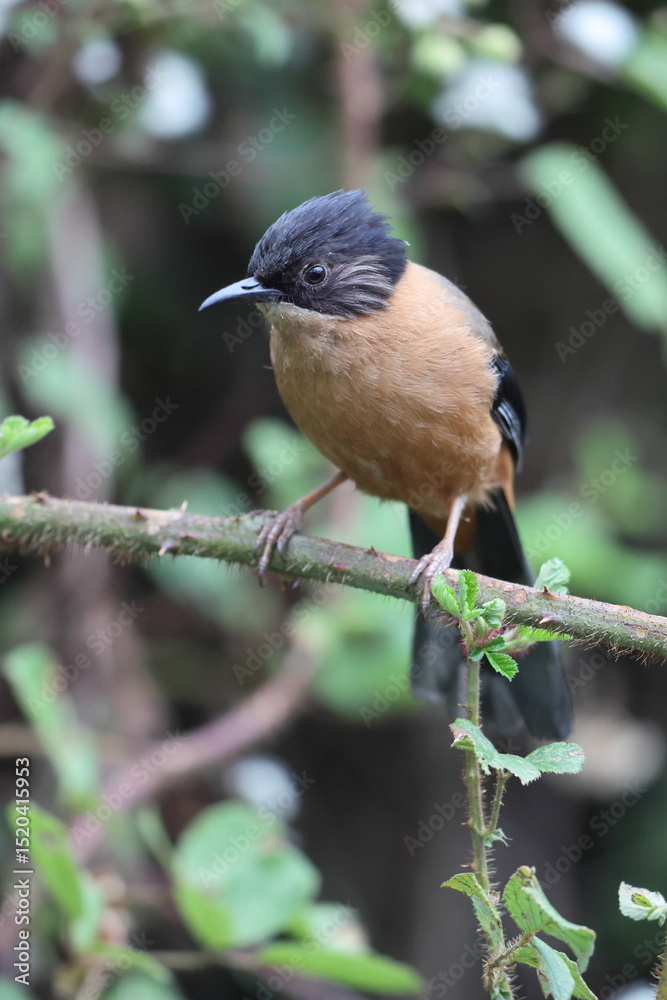 Fototapeta premium The rufous sibia (Heterophasia capistrata) is a species of bird in the family Leiothrichidae. This photo was taken in North India.