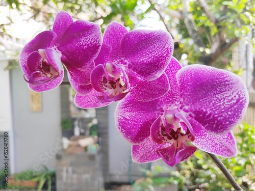 Anggrek Bulan or Phalaenopsis aphrodite is a species of orchid found from southeastern Taiwan to the Philippines. Blurry Background