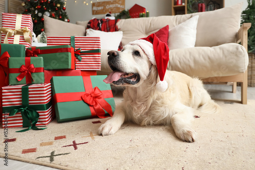 Cute Labrador dog in Santa ...