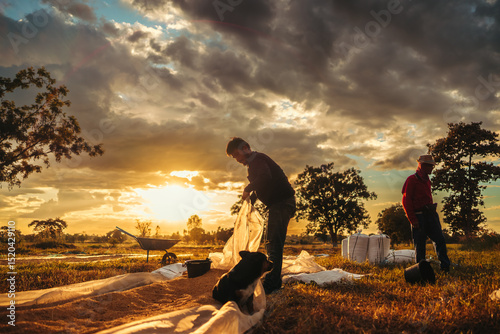 Farmers hands collect rice that has been dried until it is scooped into sacks Under Gorgeous Sunset in Rural Countryside. Labor working industry sunset.