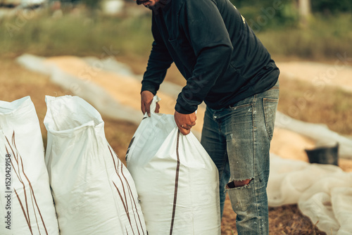 Rural Farmer Packing dry rice in Bags During a Vibrant Sunset in a Countryside Field. Sacks containing paddy after harvest. Labor working.