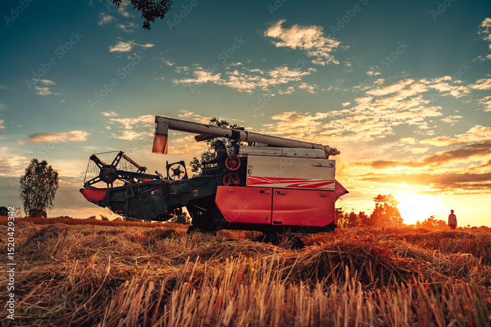 Fototapeta premium A combine harvester machine is in working in a growth field of crop ripening while the sun sets, producing a golden glow over the landscape.