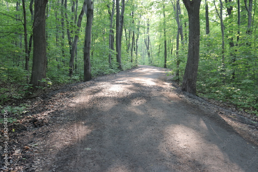 Fototapeta premium A footpath in the woods with a beautiful sunlight. Nature background in summer. Spring or summer calendar. Peaceful landscape and zen ambience.