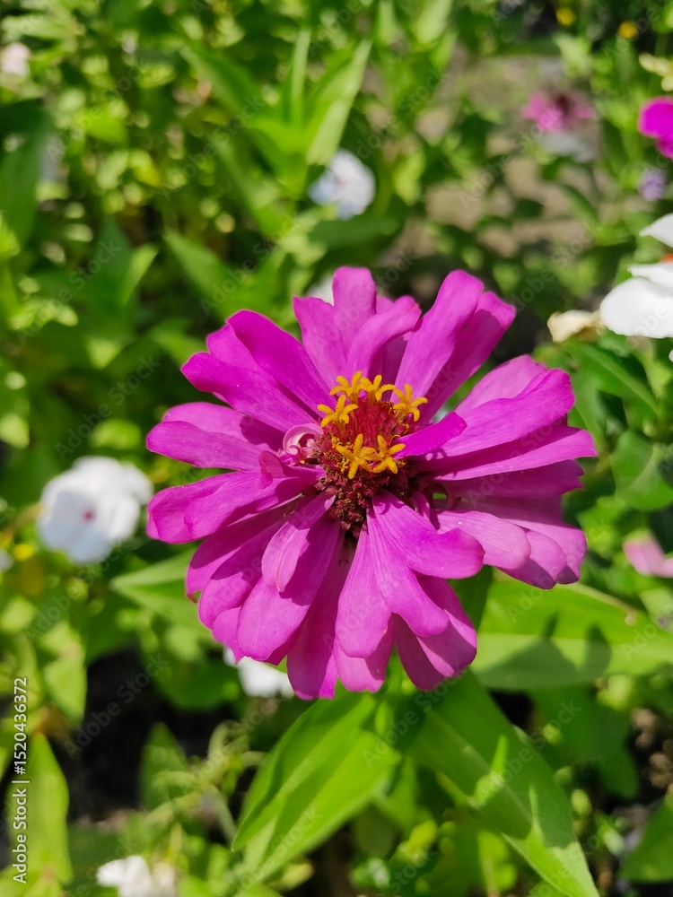 Zinnia elegans, known as youth-and-age, common zinnia or elegant zinnia, an annual flowering plant of the genus Zinnia, is one of the best known zinnias. Zinnia elegans, known as youth-and-age, common zinnia or elegant zinnia, an annual flowering plant of the genus Zinnia, is one of the best known zinnias.