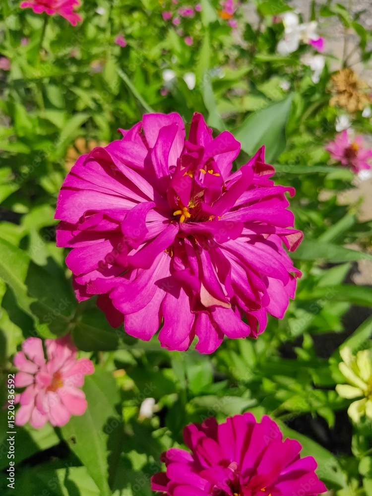 Obraz premium Zinnia elegans, known as youth-and-age, common zinnia or elegant zinnia, an annual flowering plant of the genus Zinnia, is one of the best known zinnias.