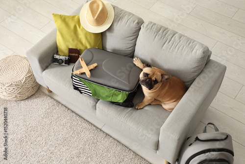 Cute French bulldog with su...