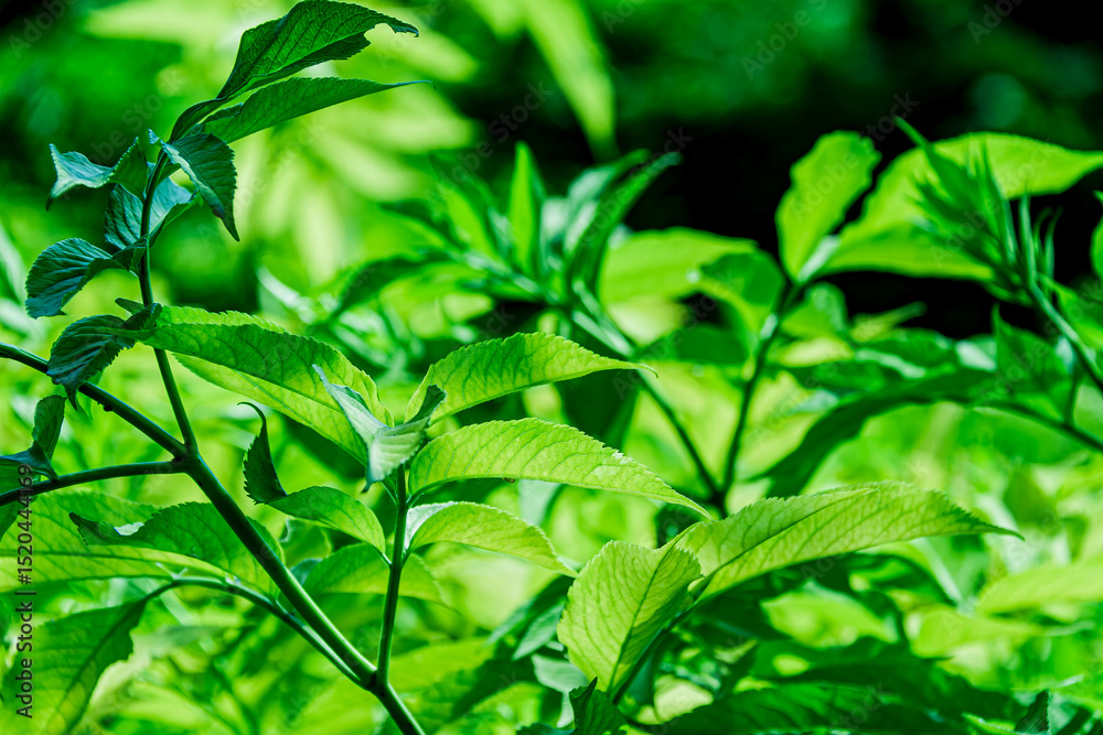 Obraz premium green leaves background