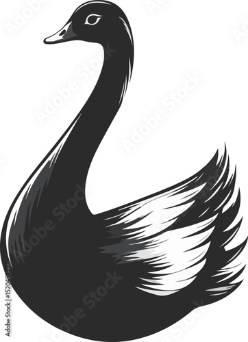 Elegant black swan with striking white feathers showing grace and beauty.