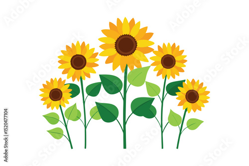 Yellow sunflower isolated on white background