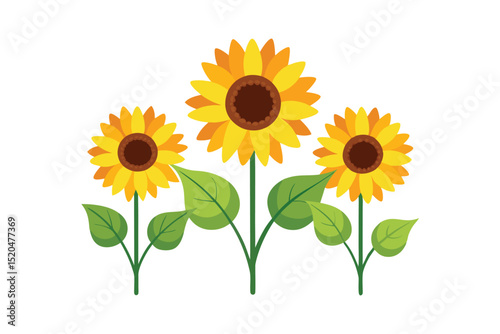Yellow sunflower isolated on white background