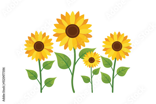 Yellow sunflower isolated on white background