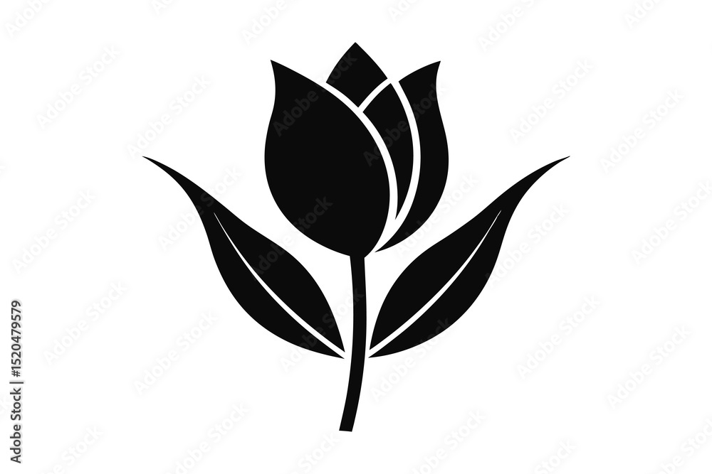 Obraz premium black and white tulip and leaves isolated on white background