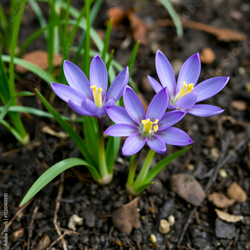 Two purple chess flowers (Fritillaria meleagris) growing on damp soil.