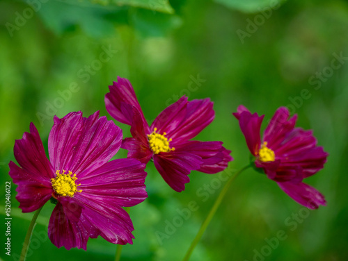 red flower in the garden
