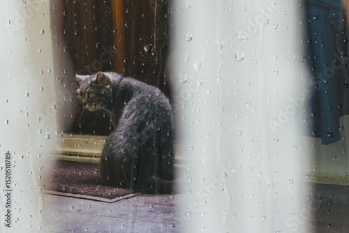 Cat sitting on a wooden floor looking at his backside remix