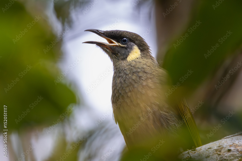 Obraz premium Portrait of a Lewin's Honeyeater