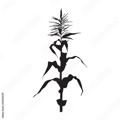 Black corn plant illustration, minimalist style, white background, decor 