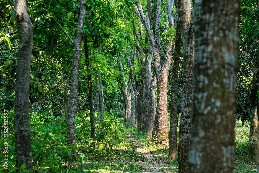 Fototapeta premium dense forest or plantation is depicted, with mature trees receding into the distance