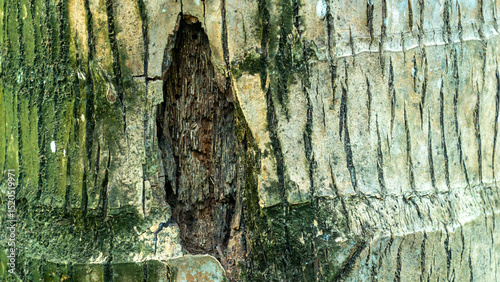 The weathered bark of a tree, displaying a mix of green and brown hues photo