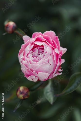 pink peonies in garden