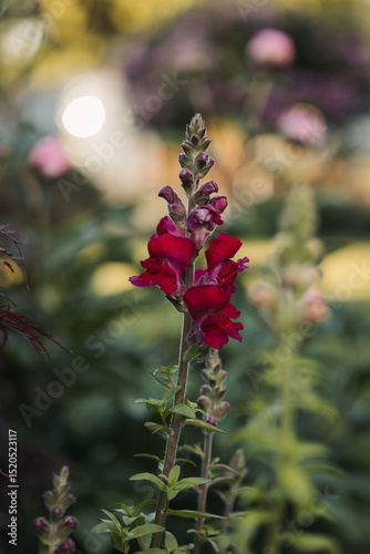 deep red snapdragon flower in garden 