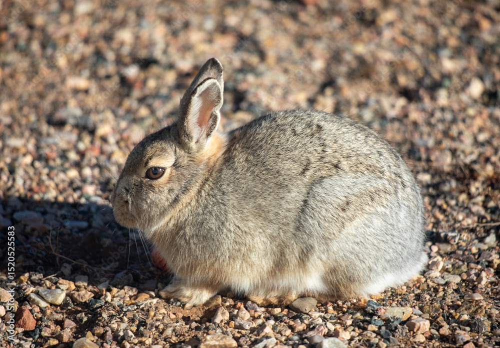 Fototapeta premium Wild rabbit sits on stones in wild Wyoming prairie 