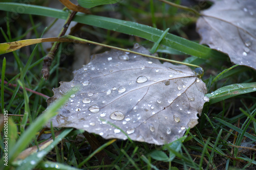 Close-Up of Dewdrops on Fallen Brown Leaf Amid Green Grass