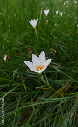Delicate white rain lily flowers with orange centers blooming in a lush field of green grass.