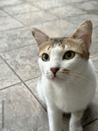 A captivating close-up of a domestic cat with white, brown, and ginger markings, looking intently upwards.